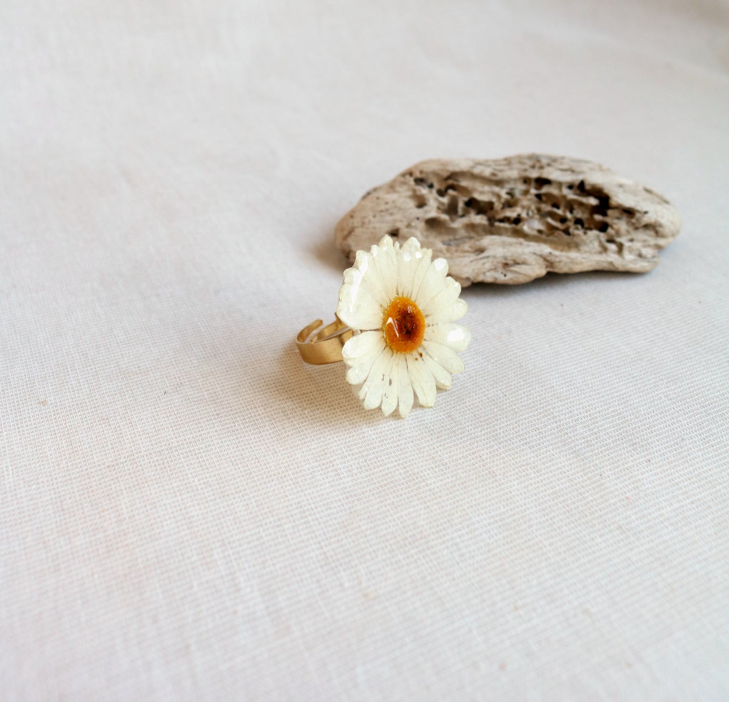Sea Daisy