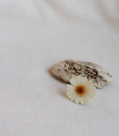 Sea Daisy
