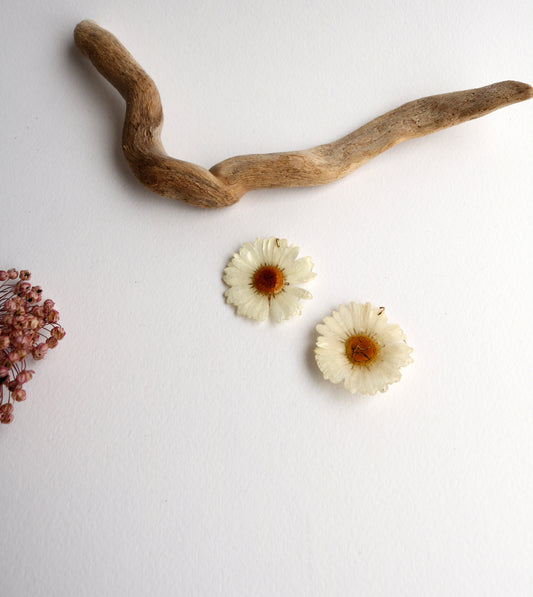 Маргаритки