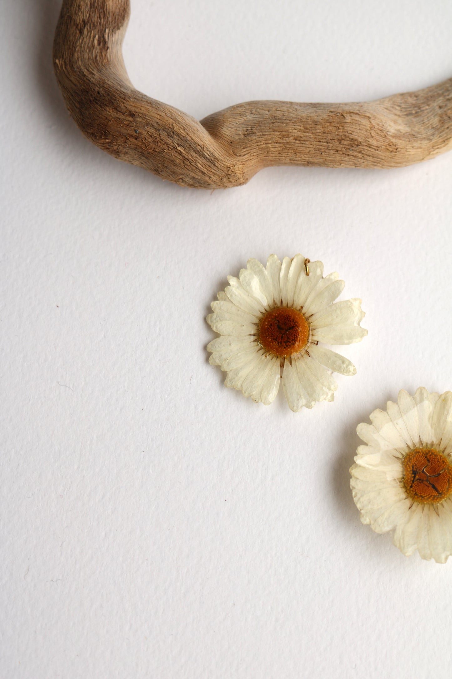 Маргаритки